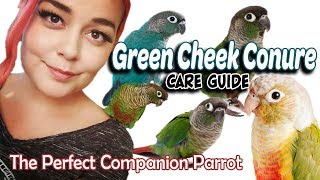 Green Cheek Conure Care  A Complete Guide [upl. by Fawnia]