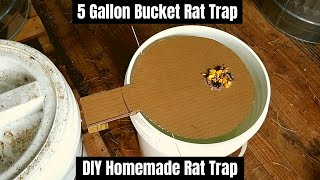 5 Gallon Bucket Rat Trap  DIY Homemade Rat Trap [upl. by Ainehta]