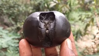 Shaligram  laxmi hayagriva shaligram shila  gandaki river shaligram [upl. by Annaya]