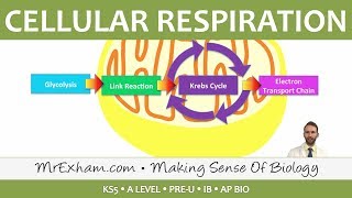 Cellular Respiration  Introduction to Respiration  Post 16 Biology A Level PreU IB AP Bio [upl. by Anirol]