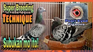 Perfect Breeding Technique for Racing Pigeons Super Tip [upl. by Helga813]