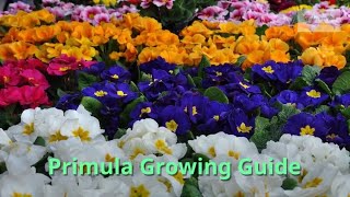 Primula Growing Guide Cowslip by GardenersHQ [upl. by Wenn]