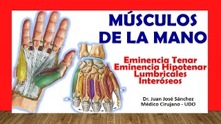 🥇 MÚSCULOS DE LA MANO Rápido Fácil y Sencillo [upl. by Eilime405]