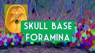 Skull base foramina [upl. by Anitnahs387]