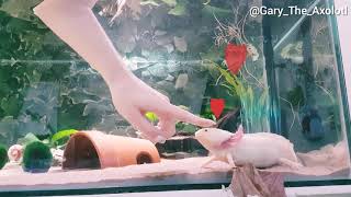 Axolotl likes being pet [upl. by Brian705]