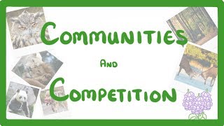 GCSE Biology  Interdependence  Community and Competition 84 [upl. by Libbie869]