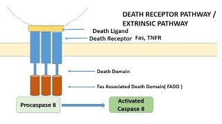 APOPTOSIS PART 1 Definition Causes amp MechanismPathways [upl. by Yhcir]