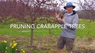 PRUNING A CRABAPPLE TREE [upl. by Trautman]