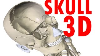 Skull Anatomy  Bones and Structures  Head Anatomy 1 [upl. by Ednarb]