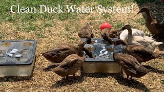 Duck Water System [upl. by Ialokin14]