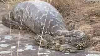 Python eats porcupine instantly regrets it [upl. by Haodnanehs]