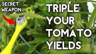 How to pollinate tomatoes by hand amp get Huge Tomato Yields [upl. by Nidnerb]