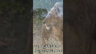 AFRICAN LIONS HUNTING PREYYouTube [upl. by Teyugn]