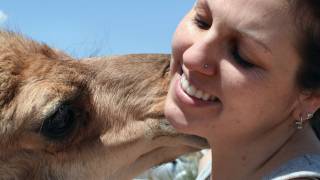 Growing Up The Story of Baby the Dromedary Camel [upl. by Irabaj956]