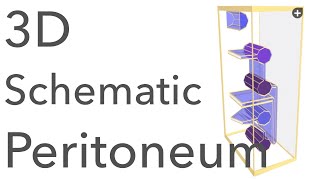 Peritoneum  3D Schematic Anatomy amp Relations [upl. by Narahs637]