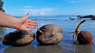 The Life Cycle of Coconuts From Coconut to Tree and Back Again [upl. by Cr55]