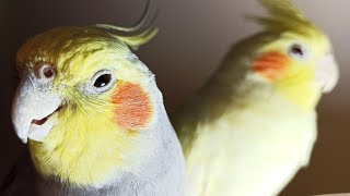 Cockatiel Sounds 24 HOURS of Cockatiel Singing for Lonely Cockatiels [upl. by Dal364]