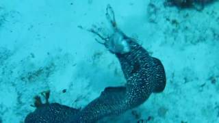 Spotted Moray Eel Eating Lionfish [upl. by Oelc]