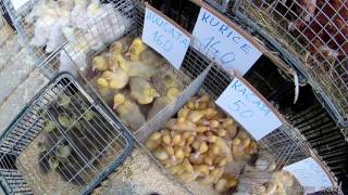 live ducks on market for sale [upl. by Cullan23]