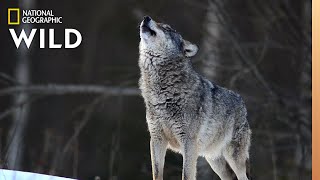 Wolves 101  Nat Geo Wild [upl. by Etnauj]