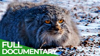 Wildlife Instincts Pallass Cat  Master of the Plains  Free Documentary Nature [upl. by Nidorf339]