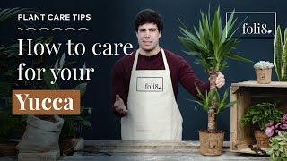 Yucca Plant Care Tips 🌿 How To Care For Yucca elephantipes [upl. by Calandra481]