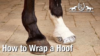 How to Soak amp BandageWrap a Horse Hoof [upl. by Aleakcim]