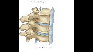 Two Minutes of Anatomy Anterior Longitudinal Ligament [upl. by Sicular]