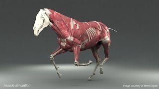 Weta Digital Horse FEM Simulation [upl. by Acilegna384]