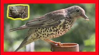 Mistle Thrush Song Mistle Thrush Call Mistle Thrush Sound Zorzal Charlo Canto Turdus Viscivorus [upl. by Wivinia]