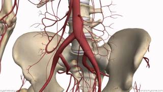 Inferior Mesenteric Artery  Anatomy Tutorial [upl. by Carbrey963]