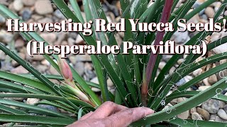 17 Harvesting TONS of Hesperaloe Parviflora Red Yucca Seeds [upl. by Tteltrab]