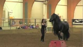 FRIESIAN STALLION UNBELIEVABLE Frederik the Great [upl. by Justin16]