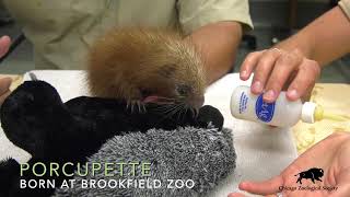 Baby PrehensileTailed Porcupine [upl. by Dalt]