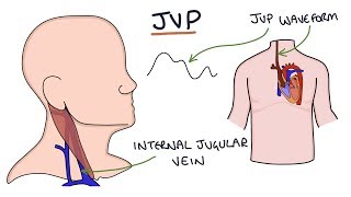 Understanding Jugular Venous Pressure JVP [upl. by Ennovehc]