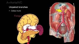 Retroperitoneal space and Retroperitoneal organs [upl. by Herzel]