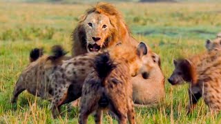 Best Lion Moments Part 1  Top 5  BBC Earth [upl. by Guerra]