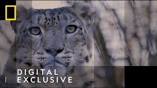 Snow Leopards  101 Facts  National Geographic Wild UK [upl. by Ylecic]