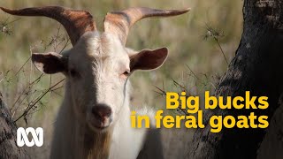 Big bucks feral goats recognised as a serious asset 🐐  Meet the Ferals Ep 5  ABC Australia [upl. by Ecilahc465]