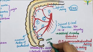 Superior Mesenteric ArterySMA  Course  Divisions  Termination [upl. by Dulcea]