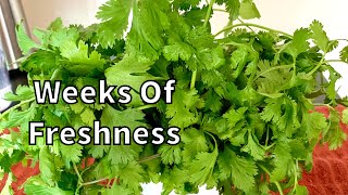 How To Keep Coriander Leaves Cilantro FRESH FOR WEEKS [upl. by Airamana146]