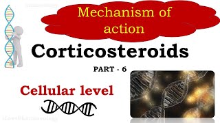 Corticosteroids Part 6  Mechanism of action  Cellular level  Glucocorticoid Responsive Element [upl. by Nadaba281]