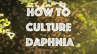 How To Culture Daphnia Magna [upl. by Notsla]