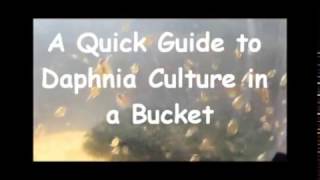 How to culture daphnia outside [upl. by Israeli640]