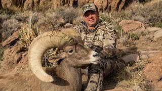 185quot Giant Nelsoni Desert Bighorn Sheep [upl. by Aveline]