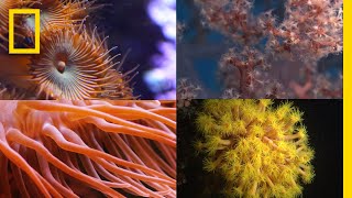 Coral Reefs 101  National Geographic [upl. by Addy109]