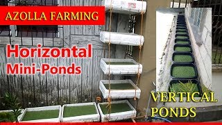 Azolla Farming Horizontal and Vertical MiniPond [upl. by Gaskill]