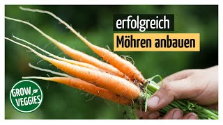 Möhren  Karotten erfolgreich anbauen  Gemüseanbau im Garten [upl. by Aihtebat]