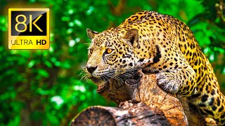 Ultimate Wild Animals Collection in 8K ULTRA HD  8K TV [upl. by Nylissej]