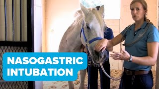 Equine Training Nasogastric Intubation [upl. by Bang49]